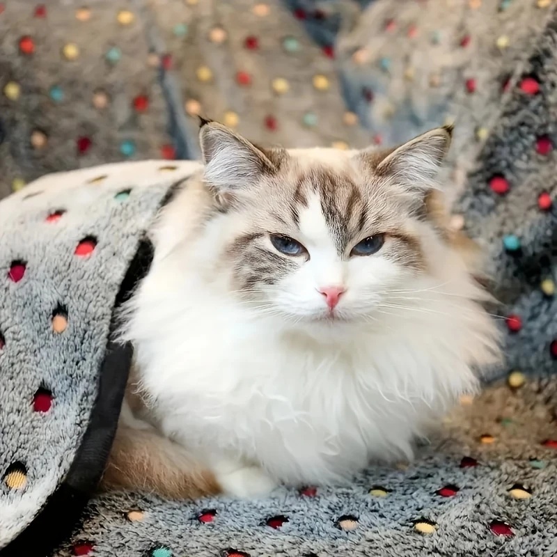 3枚セット ソフトふわふわペットブランケット 可愛いドット柄 - Pet Supplies For Dogs のレビューと価格